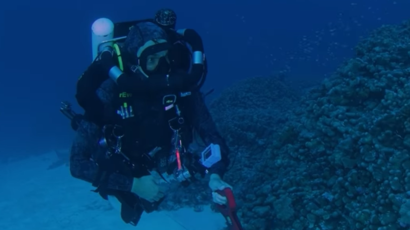 Coral é três vezes maior do que o que ocupava o posto de maior coral do mundo