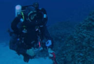 Maior coral do mundo é descoberto no Pacífico e pode ser visto do espaço