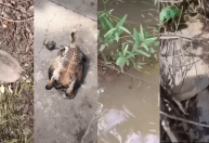Tartarugas são encontradas mortas em rio de Goiás; causas são investigadas
