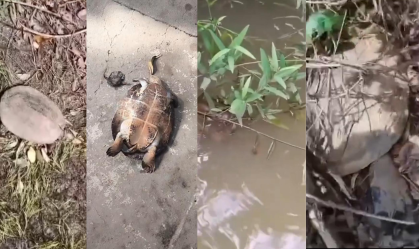 Tartarugas são encontradas mortas em rio de Goiás; causas são investigadas