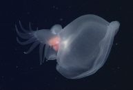 "Molusco misterioso" encontrado no oceano é diferente de tudo o que já se viu