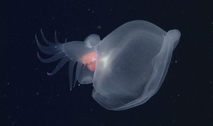 "Molusco misterioso" encontrado no oceano é diferente de tudo o que já se viu