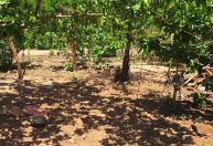 Idoso é preso após morte de cães enforcados em MT