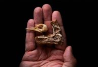 Fóssil de crânio encontrado no Brasil revela evolução do cérebro de pássaros