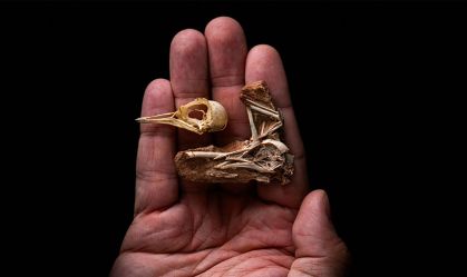 Fóssil de crânio encontrado no Brasil revela evolução do cérebro de pássaros