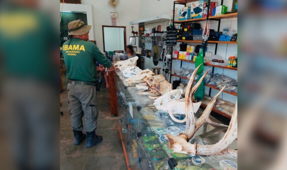 Onça, jacaré e peixes: Ibama apreende cabeças de animais em exposição