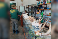 Onça, jacaré e peixes: Ibama apreende cabeças de animais em exposição
