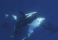 Imagens revelam como orcas caçam o maior peixe do mundo; veja