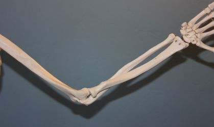A fotografia apresenta um esqueleto de estudo, o foco é no braço e cotovelo.