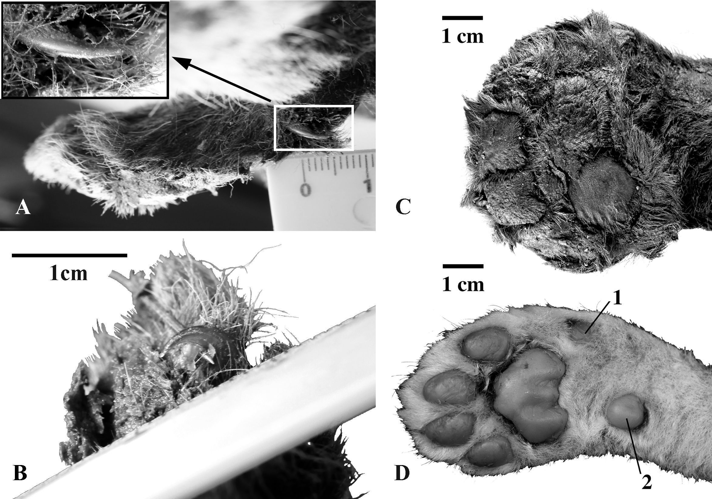 Patas dianteiras de filhos grandes de 3 semanas de idade, sendo A (garra de polegar), B (garra de segundo dedo), C (vista plantar) e D (vista plantar da panta dianteira direita) • cortesia do Prof. Alexey V. Lopatin