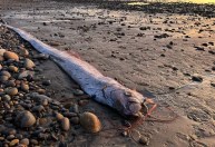 "Peixe do Juízo Final" é visto na costa da Califórnia pela terceira vez no ano