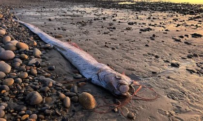 Peixe-remo, muitas vezes considerado um presságio de desastre iminente, é visto na costa de Encinitas, Califórnia, em 6 de novembro de 2024