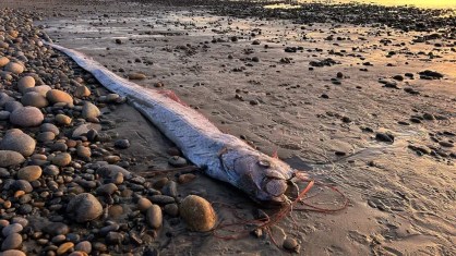 Peixe-remo, muitas vezes considerado um presságio de desastre iminente, é visto na costa de Encinitas, Califórnia, em 6 de novembro de 2024