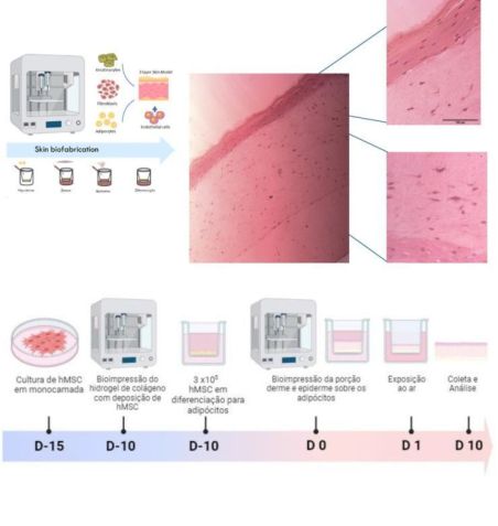 Pele artificial 3D desenvolvida por pesquisadores brasileiros, podendo ser usada para substituir animais em estudos toxicológicos de medicamentos e cosméticos • Acervo dos pesquisadores