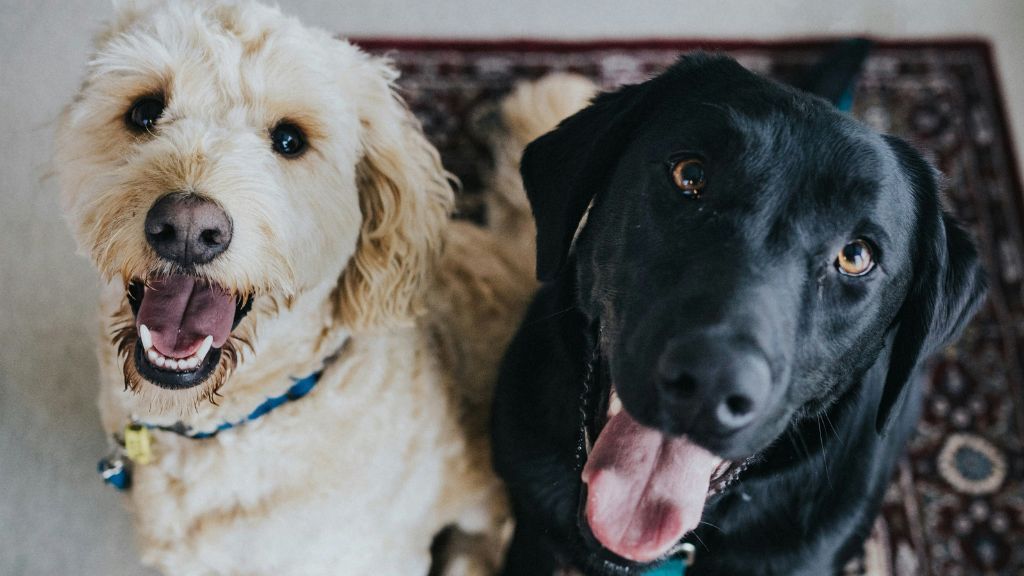 pets, cães, cachorros, animais de estimação