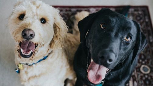 pets, cães, cachorros, animais de estimação