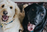 Projeto propõe castração e prisão para quem abusar sexualmente de animais