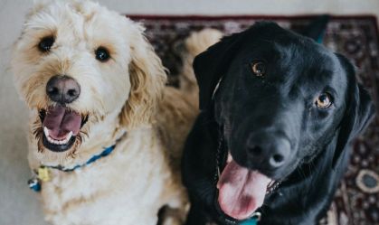 Projeto propõe castração e prisão para quem abusar sexualmente de animais