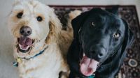 Projeto propõe castração e prisão para quem abusar sexualmente de animais