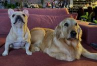 3 perfis pra seguir: pets fofos