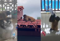 Vídeo: Macaco tenta abrir botijão de gás com faca e bebe álcool em gel no MA