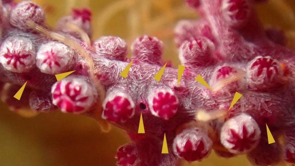 Acima, é possível ver um close-up de um ramo de coral, com tocas visíveis e vermes aparecendo • Chloé J.L. Fourreau/Proceedings of the Royal Society B