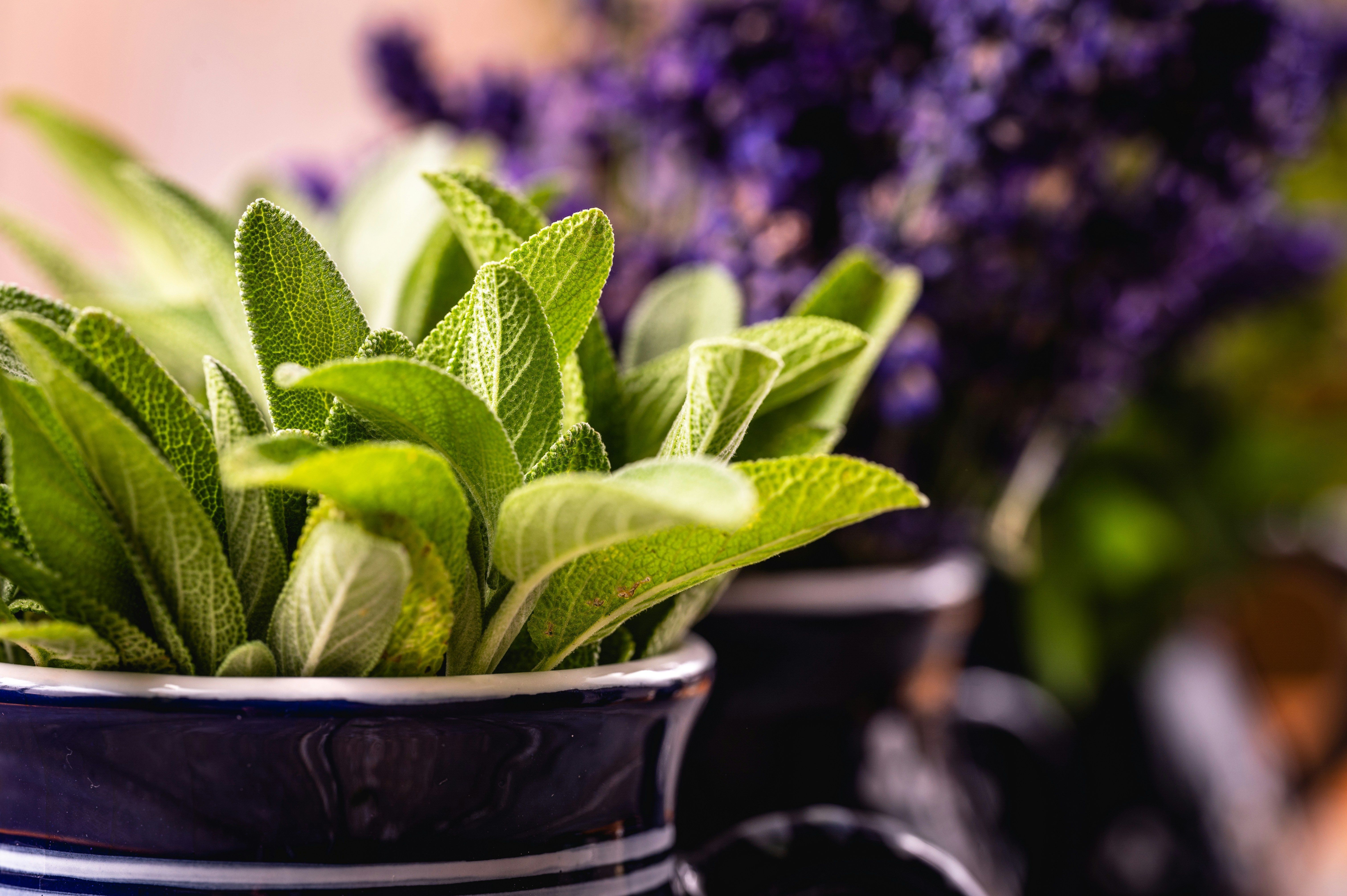 salvia
