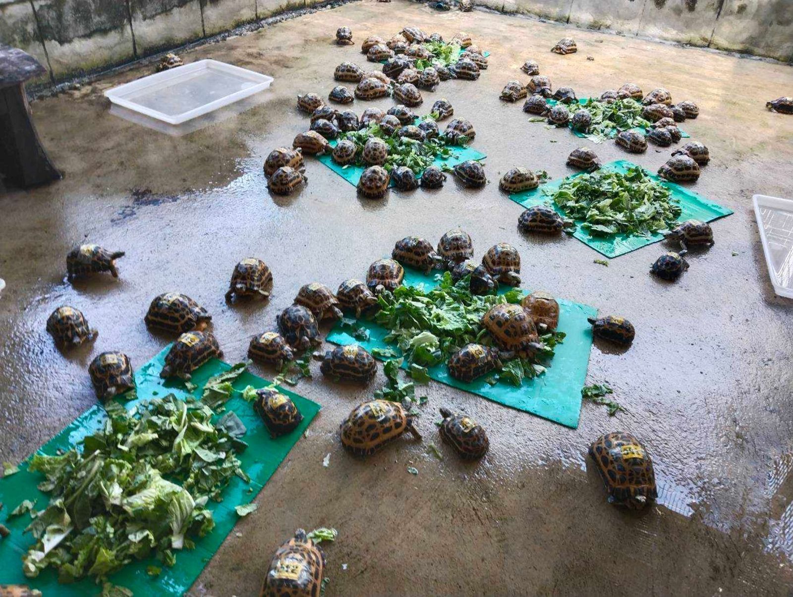 Além do resgate de lêmures, espécies de tartarugas voltaram ao seu habitat • Departamento de Parques Nacionais, Vida Selvagem e Conservação de Plantas via CNN Newsource