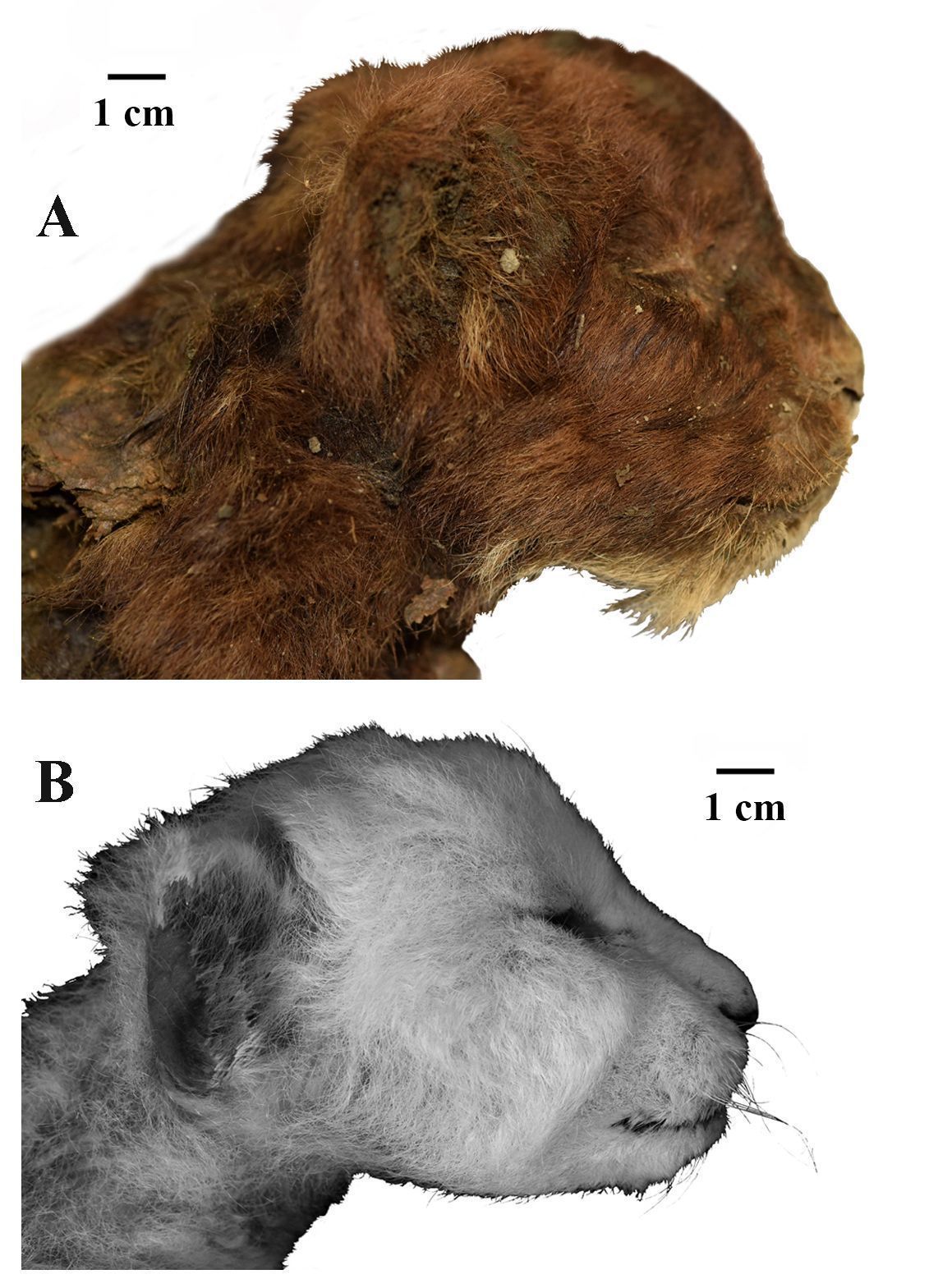 Diferenças na aparência externa das cabeças de dois filhos de 3 semanas - o Homotherium latidens mumificado (tigre dente-de-sabre) na parte superior e o Panthera leo (leão moderno) abaixo • cortesia do Prof. Alexey V. Lopatin