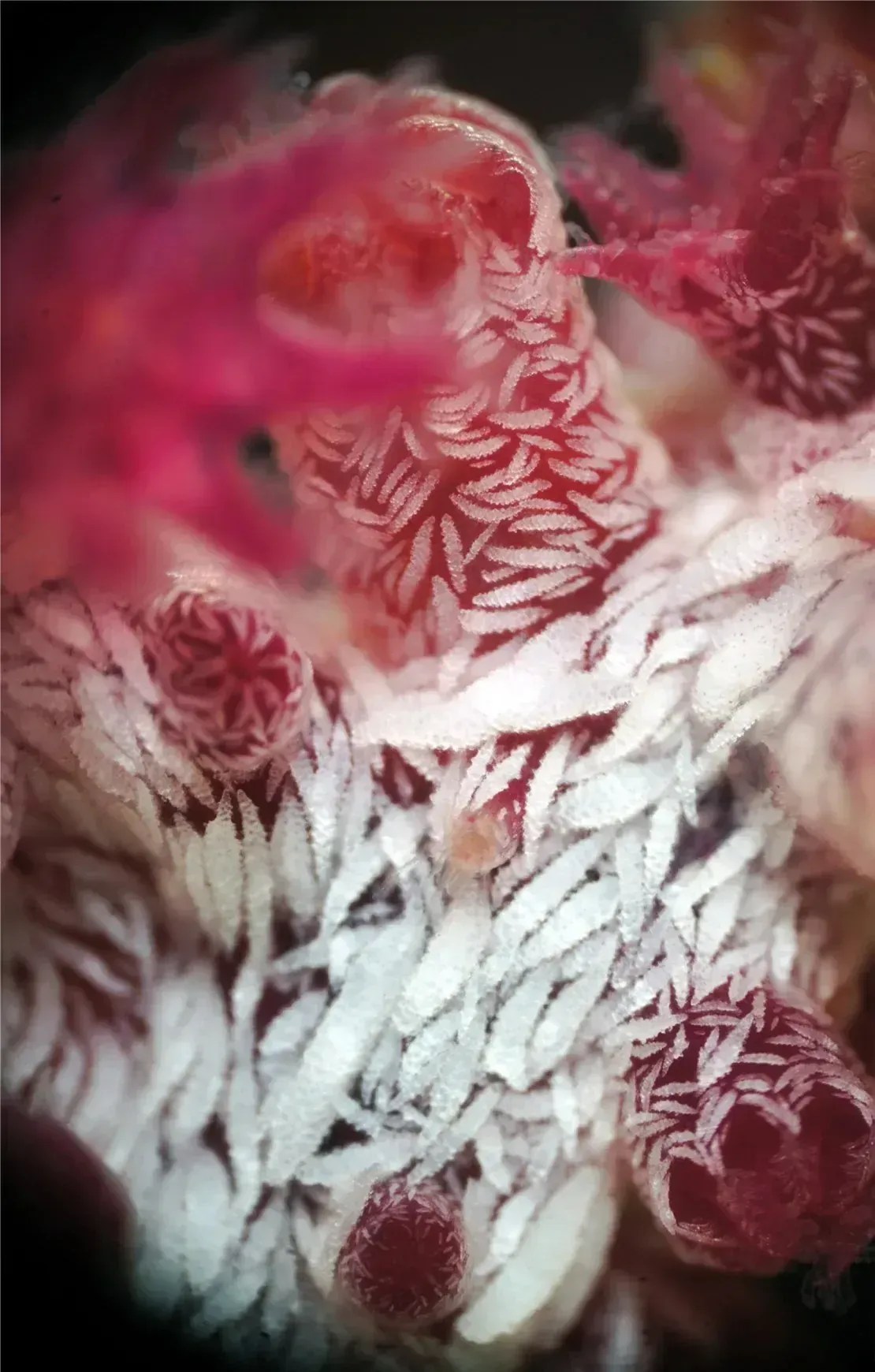 Encontrar a espécie , que aparece se projetando de um ramo de coral, pode ser desafiador, porque são transparentes • Chloé J.L. Fourreau/Proceedings of the Royal Society B