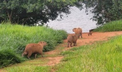 8 capivaras sob risco foram resgatadas em uma semana no DF; veja imagens