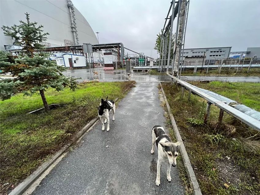 Alguns cães vivem do lado de fora de uma estrutura construída para conter a radioatividade da usina de Chernobyl • Clean Futures Fund+