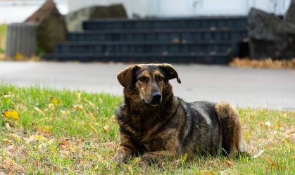 Como os cães de Chernobyl sobreviveram por 15 gerações? Estudo explica