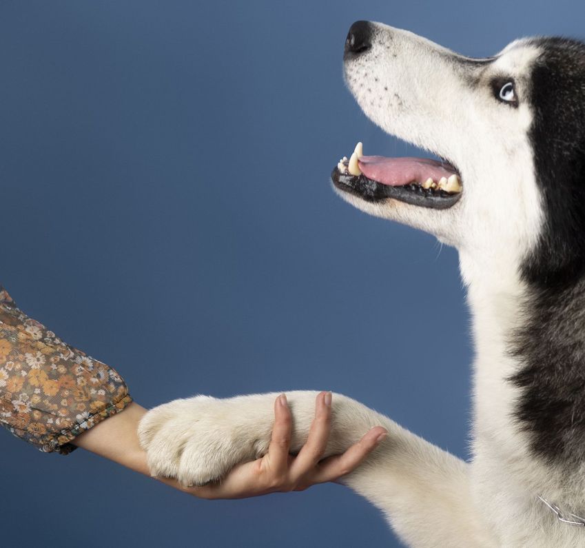 Povos originários tinham cães como companheiros místicos • Freepik