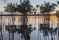 Manguezais evitam prejuízo de R$ 5,3 trilhões em inundações, diz estudo