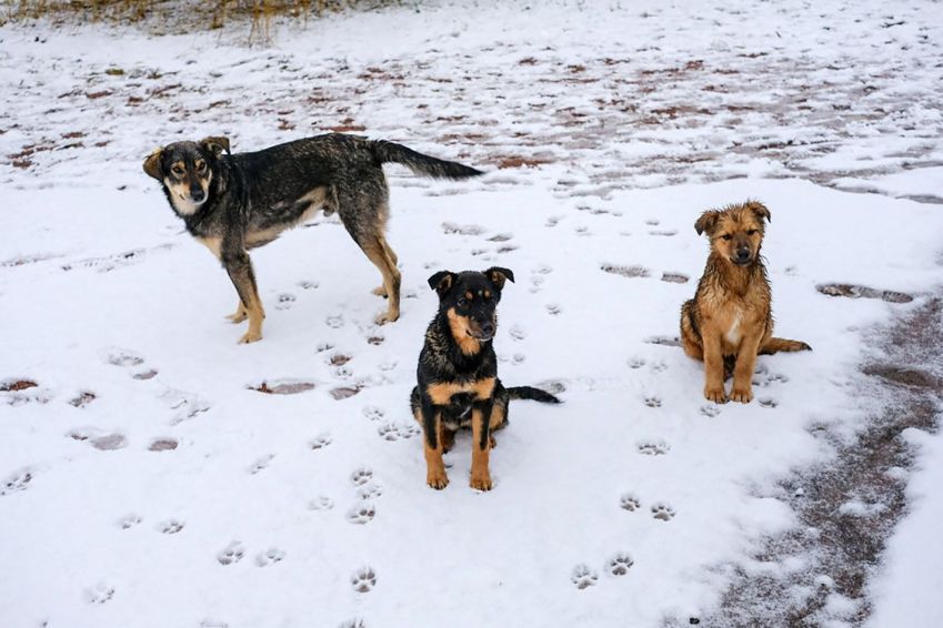 Cães de Chernobyl desenvolveram uma assinatura genética própria • Kim Walker/Flickr