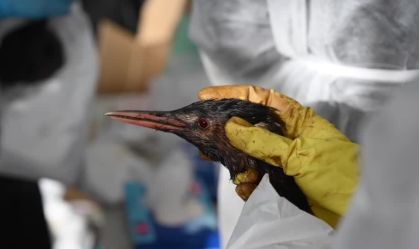 Voluntários que limpam vazamento de petróleo no Mar Negro pedem ajuda a Putin