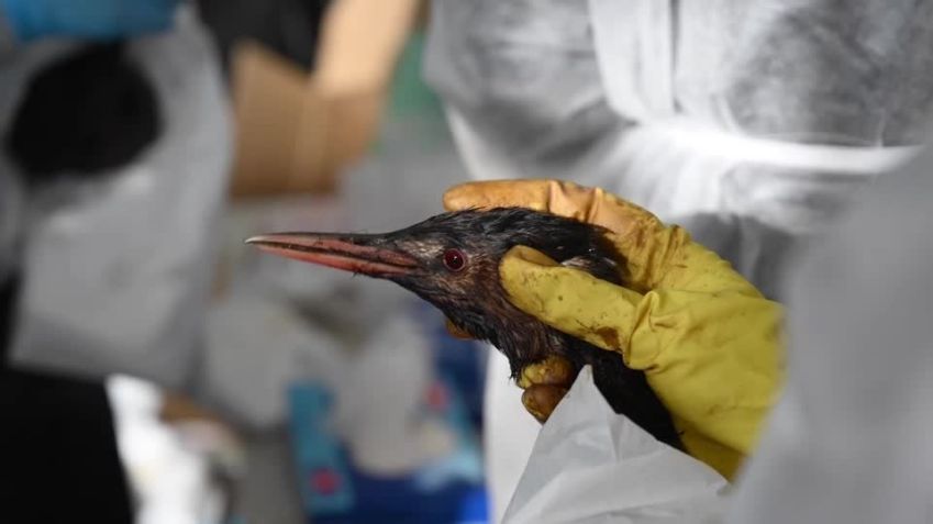 "‘Isso afetará a natureza por décadas’ - voluntários lutam para limpar óleo derramado na costa do Mar Negro na Rússia" • REUTERS