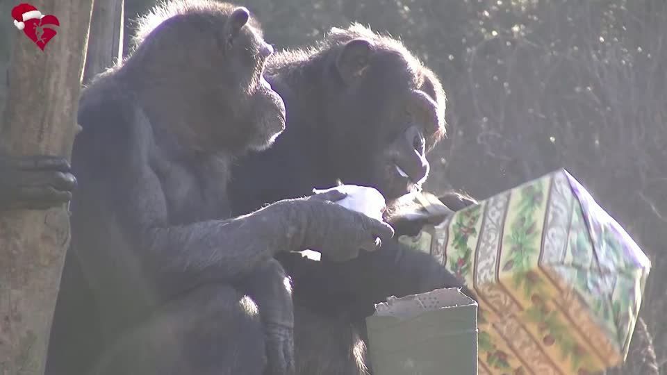 Animais do zoológico Biopaco de Roma recebem presentes de Natal