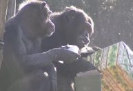 Vídeo: Animais em zoológico de Roma recebem presentes de Natal
