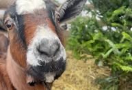 Não sabe o que fazer com a árvore de Natal? Doe para cabras famintas