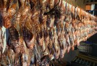 Mergulhadores capturam 140 peixes-leão em Fernando de Noronha