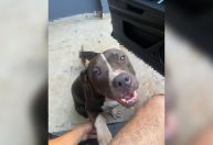 Cachorra morre após se assustar com fogos de artifício na véspera de Natal