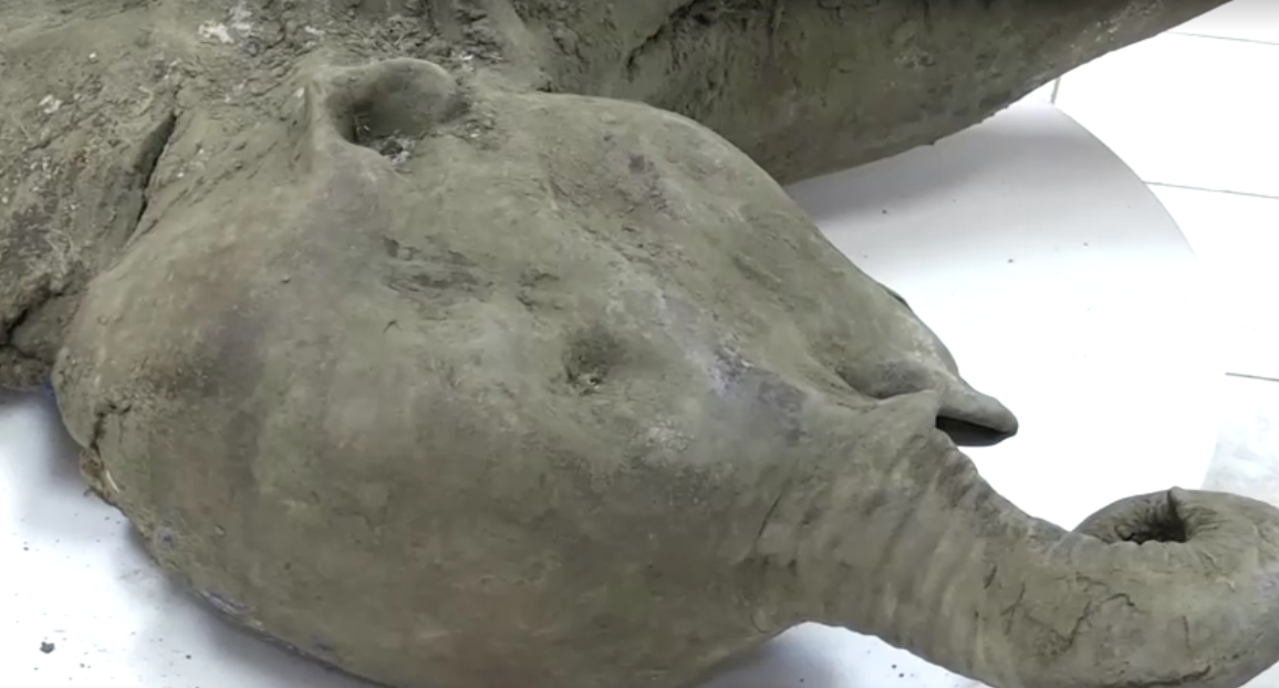 Carcaça de mamute. Estima-se que ele tinha pouco mais de um ano quando morreu. • REUTERS