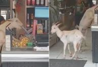 Vídeo: cabritos invadem padaria em Minas Gerais e furtam doces