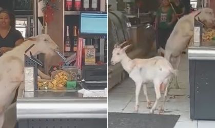 Vídeo: cabritos invadem padaria em Minas Gerais e furtam doces