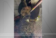 Cachorro é resgatado após ficar preso por 5 horas na ponte Rio-Niterói