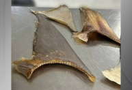 Homens são presos transportando barbatanas de tubarão no Aeroporto de Guarulhos