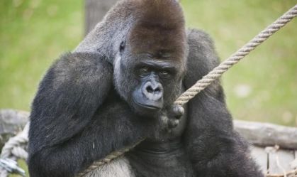 Da Hungria, gorila Bu-Bu chega ao Brasil em busca de uma parceira sexual