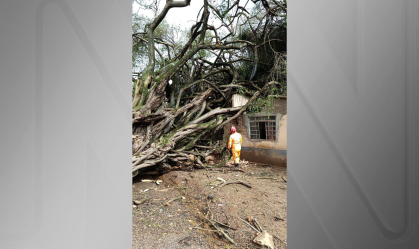 Em MG: queda de árvore mata uma pessoa na zona rural de Araxá